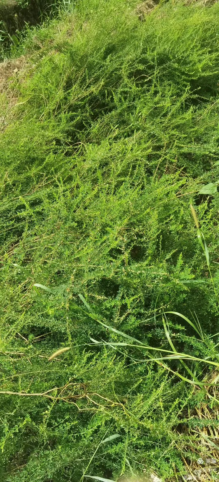 植物观赏  截叶铁扫帚,土名光明